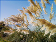Of Sun and Sky and Wind Photograph by Rory Siegel