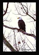 'One American Bald Eagle' Photograph by PJQandFriends Photography 'One American Bald Eagle' Photograph by PJQandFriends Photography