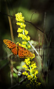Orange Butterfly on Yellow Wildflower Photograph by Carolyn Marshall Orange Butterfly on Yellow Wildflower Photograph by Carolyn Marshall