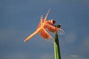 Orange Dragonfly on Blue Photograph by Veronica Batterson Orange Dragonfly on Blue Photograph by Veronica Batterson