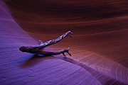 Organic Tripod Photograph by Andy Bitterer