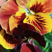Pansies Photograph by Donna Corless Pansies Photograph by Donna Corless