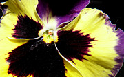 Pansy brilliance  Photograph by Kim Galluzzo