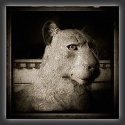 Panther Photograph by Paul Cutright