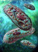 Paramecium Digital Art by Russell Kightley