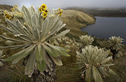Paramo Flower Espeletia Pycnophylla Photograph by Pete Oxford Paramo Flower Espeletia Pycnophylla Photograph by Pete Oxford