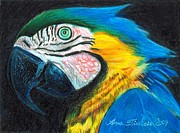 Parrot Miniature Drawing by Ana Tirolese