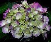 Pastel Swirls Photograph by Kim Galluzzo Pastel Swirls Photograph by Kim Galluzzo
