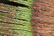 Peacock Feather Photograph by Ted Kinsman