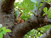 Peeking Chipmunk Photograph by Azthet Photography