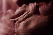 Peony Petals 2 Photograph by Scott Hovind