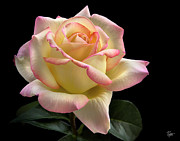 Perfect Rose Photograph by Endre Balogh Perfect Rose Photograph by Endre Balogh