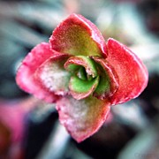 Petite Photograph by Natasha Marco