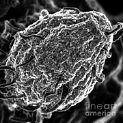 Phagocytosis Of Yeast Particle Photograph by Science Source