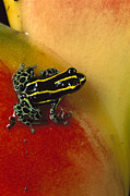 Phantasmal Poison Dart Frog Photograph by Mark Moffett