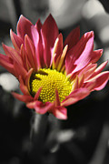 Pink Chrysanthemum Photograph by Yhun Suarez