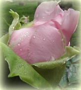 Pink Peony droplets Photograph by Kim Galluzzo