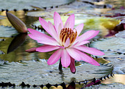 Pink Water Lily in the Morning Photograph by Sabrina L Ryan