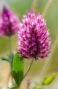 Pink wildflower Photograph by Michael Goyberg
