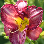 Pink Yellow Lily Photograph by Donna Corless