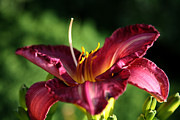 Pistons of the Pink Yellow Lily Photograph by Donna Corless