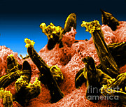 Plasmodium Gallinaceum, Sem Photograph by Science Source Plasmodium Gallinaceum, Sem Photograph by Science Source