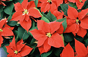 Poinsettia Varieties Photograph by Science Source Poinsettia Varieties Photograph by Science Source