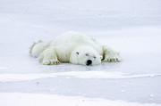 Polar Bear Ursus Maritimus Resting Photograph by Matthias Breiter