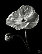 Poppy in Black and White Photograph by Endre Balogh Poppy in Black and White Photograph by Endre Balogh