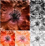 Poppy Red - Macro Flowers Fine Art Photography Photograph by Marianna Mills Poppy Red - Macro Flowers Fine Art Photography Photograph by Marianna Mills