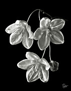 Potato Vine Flower in Black and White Photograph by Endre Balogh