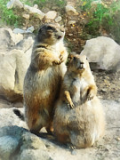 Prairie Dog Formal Portrait Photograph by Susan Savad Prairie Dog Formal Portrait Photograph by Susan Savad