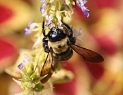 Psychedelic Sting Photograph by Veronica Batterson