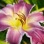 Purple and Yellow Lily Photograph by Donna Corless Purple and Yellow Lily Photograph by Donna Corless