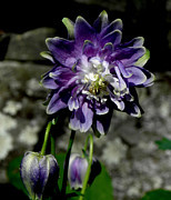 Purple Columbine Photograph by Kim Galluzzo Purple Columbine Photograph by Kim Galluzzo