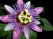Purple Passions Photograph by Kim Galluzzo Purple Passions Photograph by Kim Galluzzo