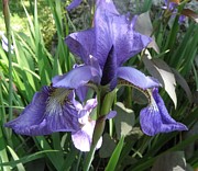 Purple Rules Photograph by Kim Galluzzo