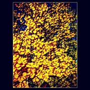 Quaking Aspen Photograph by Paul Cutright