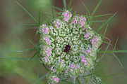 Queen Anne's Lace Flower Partly Open With Dew Photograph by Daniel Reed