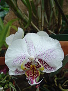 Rain Drops on Orchid Photograph by Charles and Melisa Morrison