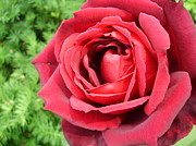 Ravishing Red Photograph by Anjel B Hartwell