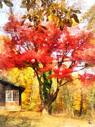 Red Autumn Sycamore Photograph by Susan Savad Red Autumn Sycamore Photograph by Susan Savad