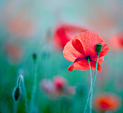 Red Corn Poppy Flowers 04 Photograph by Nailia Schwarz