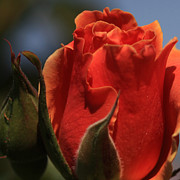 Red Rose Bud Photograph by Donna Corless