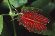 Red Stink Bug Pycanum Rubeus, Northeast Photograph by Gerry Ellis