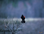 Red-wings Morning Call 10O Photograph by Gerry Gantt