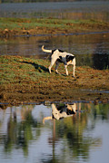 Reflection Photograph by SAURAVphoto Online Store