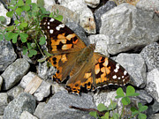 Resting On Rocky Clovers Photograph by Kim Galluzzo