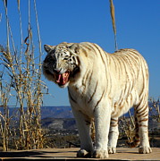 Roar Photograph by Kim Galluzzo