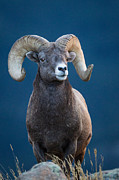 Rocky Mountain Big Horn Photograph by Ronald Lutz
